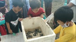 Adorable moment Indonesian children release hundreds of baby sea turtles for Word Environment Day