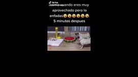 Los perros graciosos