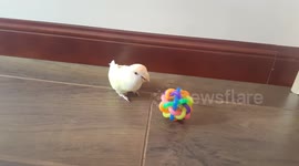 Cute parrots/love birds play with their new toy!