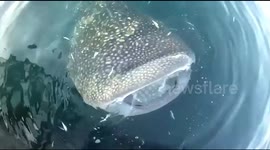 The Sensation of Swimming near the Whale Shark at Kaimana, West Papua