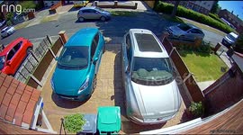 Poor bird smashes into window then instantly pounced on by opportunist cat