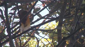 Cendrawasih Birdwatching tour in Malagufuk village, Sorong