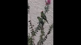 Non-indigenous mitred parrots enjoying life