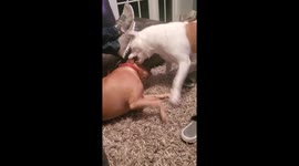 Tough dogs wrestling