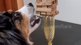 Dog skilfully removes Jenga pieces placed on top of wine glass
