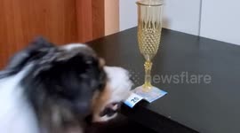 Dog flawlessly performs tablecloth trick with money under champagne flutes