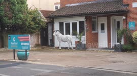 Zebra in Wanstead