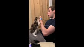 This kitten will try anything to get ice cream