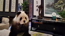Man dyes dog black and white to make it look like panda in southern China