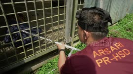 The Release of a pair of Sumatran Tiger