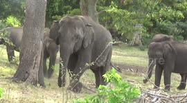 Wild elephants spotted with contagious skin disease in Sri Lanka, further outbreak feared