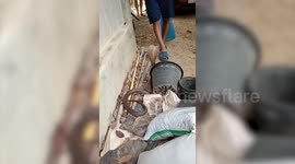 Aggressive cobra tries to attack locals in Thailand after being caught on the side of house