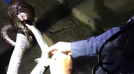 Injured python with infestation of ticks given operation on roadside in Thailand