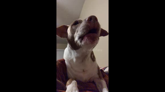 Cute Pitbull Barks in slow motion