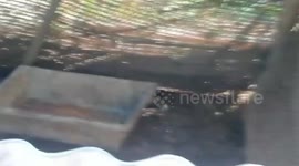 Wild python caught after raiding pig sty in southern Thailand