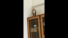 Owl flies into kitchen in India sending family into panic