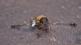 Ants team up to take down tresspassing giant wasp in UK