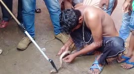 Snake rescued by forest officials in eastern India after being netted by villagers