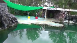 Seals at zoo in Thailand prepare for re-opening after coronavirus closure