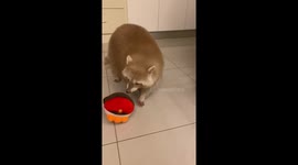 當你第一次買了彈跳性激烈玩具，寵物卻如次淡定