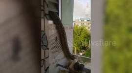 Huge python slithers out of bathroom window across balcony as shocked Thai family watch on