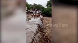 Shocking moment herd of cattle swept away by rising water level in western India