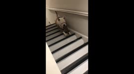 Optical illusion shows dog hopping up or down the stairs