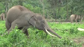 Captive elephants released into jungle after coronavirus decimated tourism income