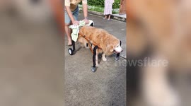 Thai family makes wheelchair for their dog suffering muscle weakness to help it walk