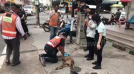 Motorcycle rider tries in vain to revive stray dog poisoned by humans