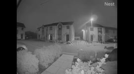 Incredible footage filmed from a doorbell camera shows a herd of DEER taking over a residential street