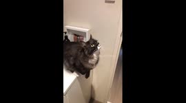 Cat jumps on top of door