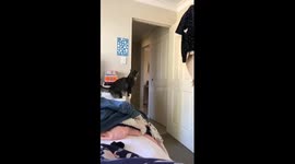Cat jumping on door