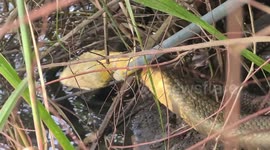 King cobra caught after snake battle with python in pond