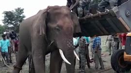 Forest officials rescue elephant that attacked locals and croplands in southern India