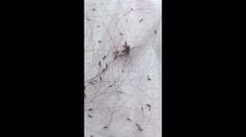 Head lice awareness to all!