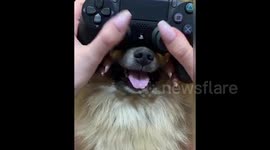 Gamer uses her pet dog's NOSE as an extra joystick while playing