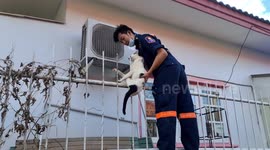 Thai rescuers rush to save kitten impaled on railings