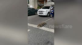 Wild monitor lizard wanders on road holding up traffic in Thailand