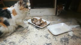 House Raised Family Cats Normal Life