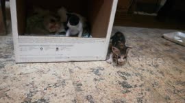 Mother Daily Life With Meuw Mewu Six Kitties