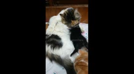 Cats Special Care Mother - Full Cleaning & Food