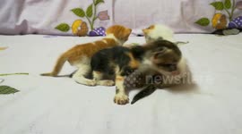 Triplets Walk On Bed