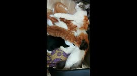 Four Kitties Exhaust Mummy Breastfeeding