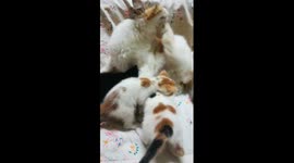 Mummy Shower Kittens On Bed