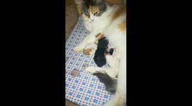 Kitty Gave Birth Under Bed