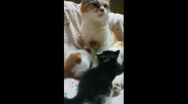 How Kittens Struggle To Breastfeeding Milk