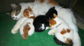 Kittens Breastfeeding Under Table