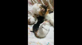 Mother Cleans Born Kittens On Bed