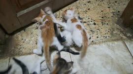 Five Twins Play In Quarantine Days